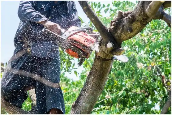 tree services Cowan